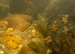 Oreoglanis siamensis