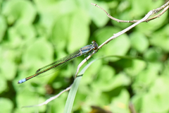 Pseudagrion salisburyense