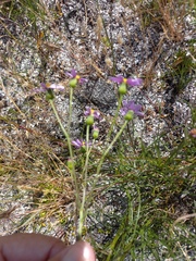 Senecio umbellatus