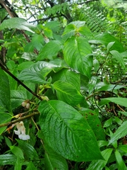 Liebigia horsfieldii
