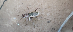 Cicindelinae