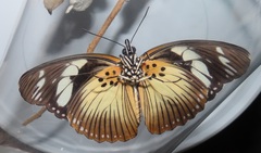 Pseudacraea lucretia tarquinea