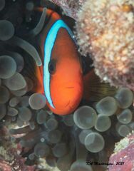 Amphiprion melanopus