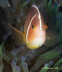 Amphiprion perideraion