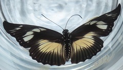 Pseudacraea lucretia tarquinea