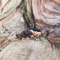 Lenzitopsis oxycedri