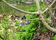 Rhipidura javanica