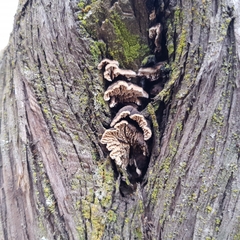 Lenzitopsis oxycedri