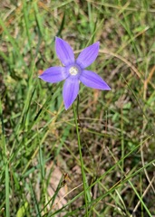 Wahlenbergia