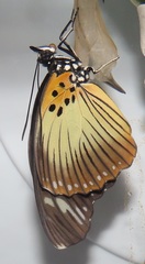 Pseudacraea lucretia tarquinea