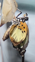 Pseudacraea lucretia tarquinea