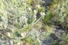 Leucospermum truncatulum