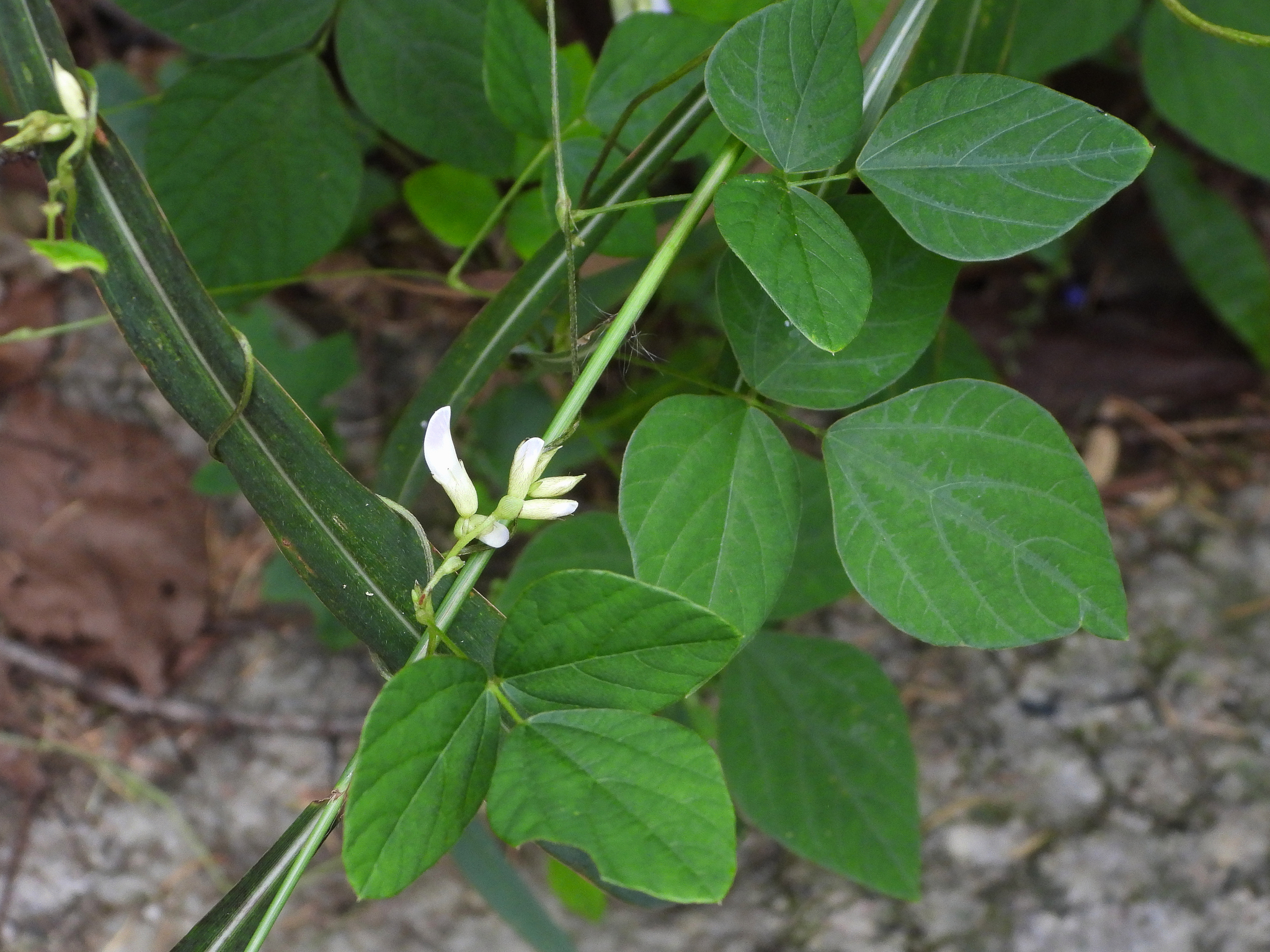 Amphicarpaea