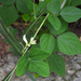 Amphicarpaea edgeworthii - Photo (c) Chuangzao,  זכויות יוצרים חלקיות (CC BY-NC), הועלה על ידי Chuangzao