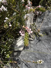 Erica calcareophila