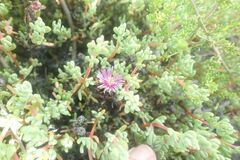 Drosanthemum candens