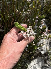Erica calcareophila