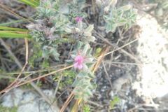 Indigofera glomerata