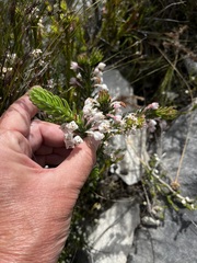 Erica calcareophila