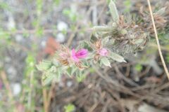 Indigofera glomerata