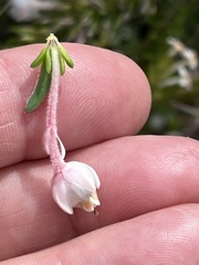 Erica calcareophila