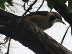 Pterorhinus pectoralis