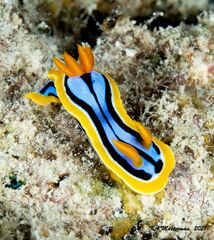 Chromodoris elisabethina