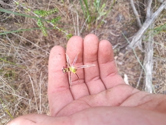 Caladenia barbarossa