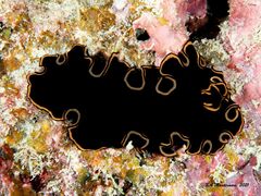 Pseudobiceros splendidus