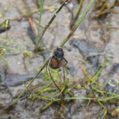 Liparetrus discipennis