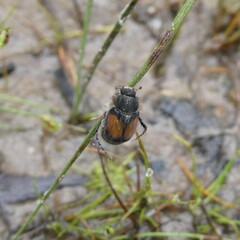 Liparetrus discipennis