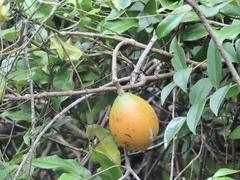 Melodinus fusiformis
