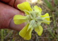 Moraea bituminosa
