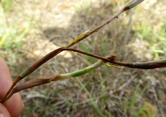 Moraea bituminosa