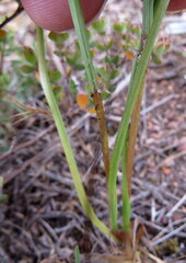 Moraea bituminosa
