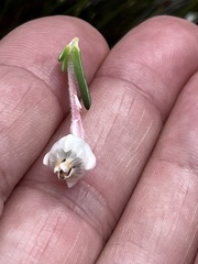 Erica calcareophila