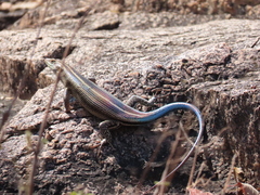 Trachylepis