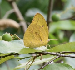 Catopsilia florella