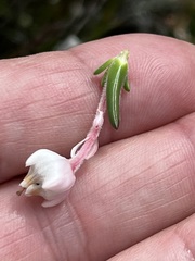 Erica calcareophila