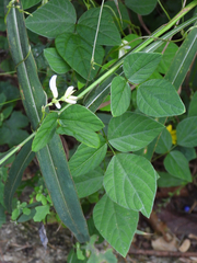 Amphicarpaea edgeworthii