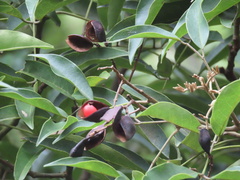 Ormosia semicastrata