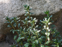 Rhododendron
