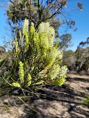 Grevillea pterosperma