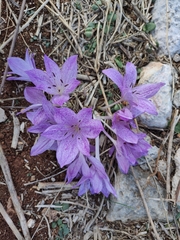 Colchicum