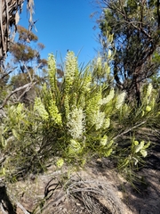 Grevillea pterosperma