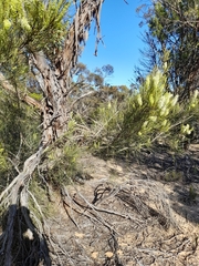 Grevillea pterosperma