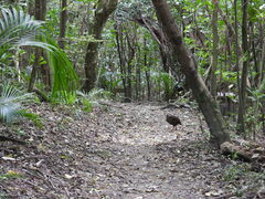 Gallirallus australis