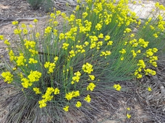 Glischrocaryon behrii