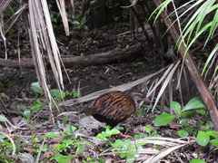 Gallirallus australis