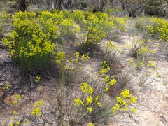 Glischrocaryon behrii